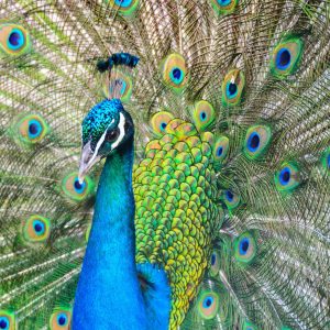 ricardo-frantz-GvyyGV2uWns-unsplash